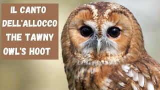 Il canto dellallocco  The Tawny Owls hoot [upl. by Aekahs]