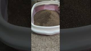 Purepet cat litter review purepet catlitter cat pets catlover catslifestyle kotablogger [upl. by Mazman]