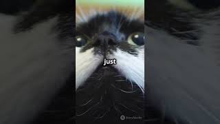 When Animals Act Like Humans 2024 11 17 trending factsviralvideo [upl. by Garland670]