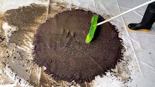 So Large Rug Washing With ASMR Sound Carpet Cleaning Satisfying  ASMR  Rug Cleaning  rug washing [upl. by Catriona820]