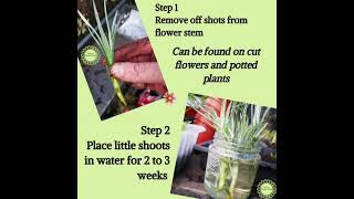 How To Propagate Carnations From a Bunch of Cut Flowers [upl. by Silvers]