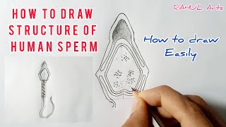 How to draw structure of Human Sperm  cbse 12th Biology  NCERT class 12  science [upl. by Andersen325]