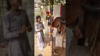 Gir cow ka dekh bhal kaaise kare cow a2milkdesicowgir farming dairycrisis milkproducers [upl. by Zsazsa]