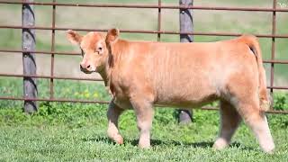 Federspiel No Tag Yellow Heifer [upl. by Enailil]