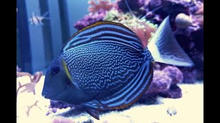 Everything You Need to Know About Surgeonfish [upl. by Alexandria]