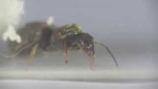 Lasius niger Day 2 The first eggs [upl. by Welcy261]