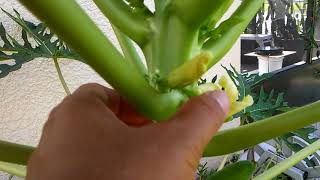 How to grow Papaya trees short and set fruits early  part 2 of 3 [upl. by Fortuna941]