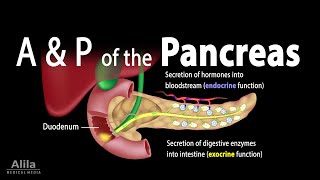 Anatomy and Physiology of the Pancreas Animation [upl. by Lidaa598]