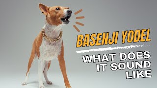 Basenji Yodel  Sound amp Explanation [upl. by Raama426]