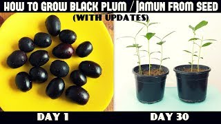 How to Grow Black Plum  Jamun From Seeds  with updates [upl. by Osgood]