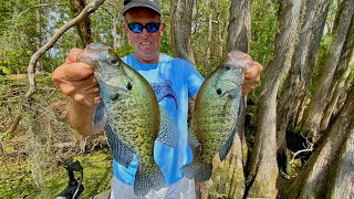 Jigging CYPRESS TREES for slab crappie [upl. by Leeann872]