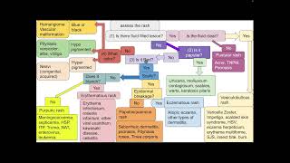 Skin Rash In Summary [upl. by Glanti]