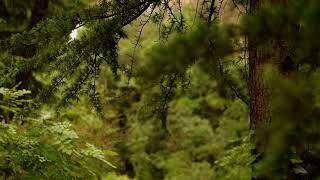 Forest near the Waterfall in the Tbilisi Botanical Garden V  Georgia [upl. by Einnahc]