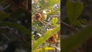 pomegranate tree started bearing fruit short fruits anar growth viralvideo [upl. by Hertzog]