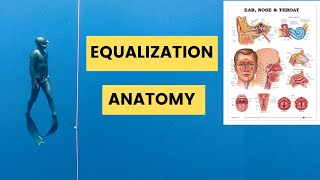 EVERY Freediver MUST Know Equalization Anatomy For Freediving [upl. by Goodill]