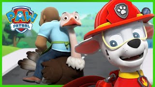 Pieski ratują pierzastych przyjaciół Alexa  Psi Patrol PAW Patrol po polsku [upl. by Zetnwahs]