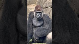 千葉のゴリラ モンタさんのオーラ Massive Gorilla Monta gorilla ゴリラ [upl. by Hoo]