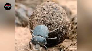 dung beetle rolling poop  dung beetle documentary  dung beetle [upl. by Sackman943]