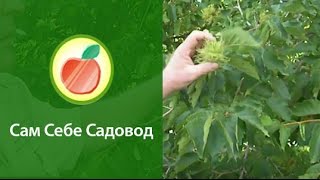 Турецкая ЛещинаCorylus colurna L [upl. by Ailisec479]