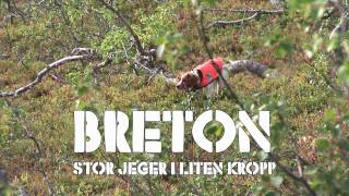 Breton  Stor jeger i liten hund  Grovklipp [upl. by Nnaharas]