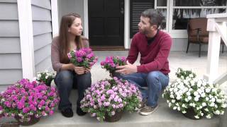 Surfinia Summer Double Petunias Plant Up Your Front Steps [upl. by Rondon]