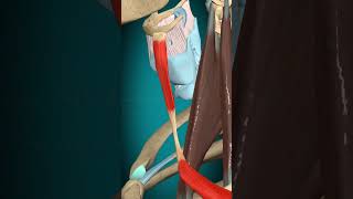 Omohyoid muscle action hyoid bone depression muscle humananatomy [upl. by Mraz]