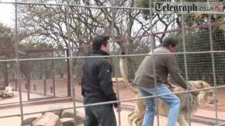 Telegraph journalist gets mauled by Lion [upl. by Godbeare]