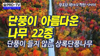 단풍이 아름다운 나무와 상록 단풍나무 [upl. by Bergman]