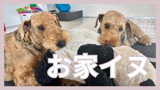 【10時のお家】《ティナとベルダ》2匹のエアデールテリア [upl. by Irah]