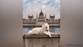 Samoyeds being the cutest and funniest dogs for 5 minutes straight [upl. by Vaclava982]