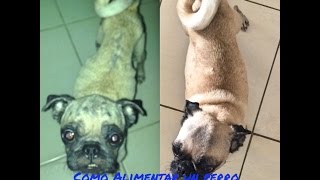 Como Eliminar la Sarna de Tu Perro  Como Alimentar Un Perro Desnutrido [upl. by Aehcim]