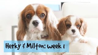 Herky amp Milton Week 1  Cavalier King Charles Spaniel Puppy [upl. by Zusman]