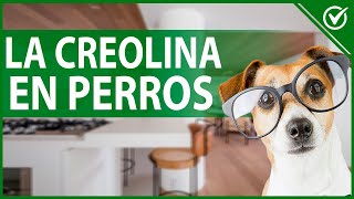 🐶 ¿Qué es y Para qué Sirve la Creolina en los Perros ¿Es Tóxica 🐶 [upl. by Aehr664]