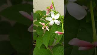 Combretum indicum  मधूमालती [upl. by Anrym338]