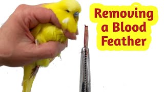 How to Remove a Broken Blood Feather [upl. by Mullane922]