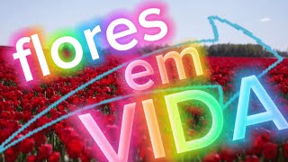 FLORES EM VIDA [upl. by Akemad]