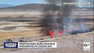 Firefighters burn invasive phragmites in Ogden Bay [upl. by Llyrpa]