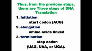 Steps of DNA Translation [upl. by Behnken]