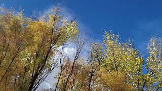 Cottonwood tamarisk and cloud [upl. by Pihc]