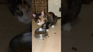 Luna the mainecoon eats her early breakfast😊cats breakfast mainecoonlover [upl. by Ecnahc]