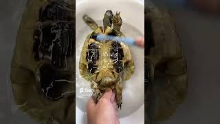 The tortoise‘s shell cleaning [upl. by Arria]