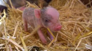 Mini Piglets Being Born Live [upl. by Schiff]