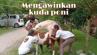 Lihat Cara Mengawinkan Kuda Poni Di Santosa Stable Semarang [upl. by Mitchael881]