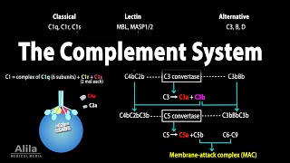 The Complement System Animation [upl. by Fisch]