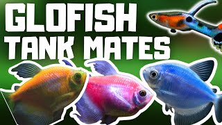 5 Great Glofish Tank Mates To Try PART 2 [upl. by Wong]