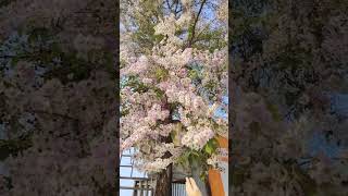 Tree with amazing blossoms 🌸🌸🌸🌸🌸 [upl. by Nyrem236]