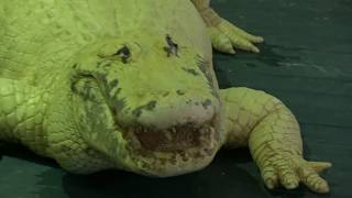 Rare Blue Eyed Albino Alligator HISSING [upl. by Aneeles]