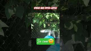 Amazing😲 Watch this spider build its web spiderweb hyperlapse samsung video [upl. by Anirbes]