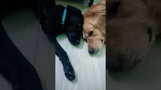 togetherness song bollywood music dog doglover dogshorts viralvideo trendingshorts [upl. by Schwab]