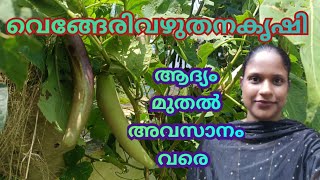 വെങ്ങേരി വഴുതന കൃഷി R4VGardenvengerivazhuthana [upl. by Brittnee]